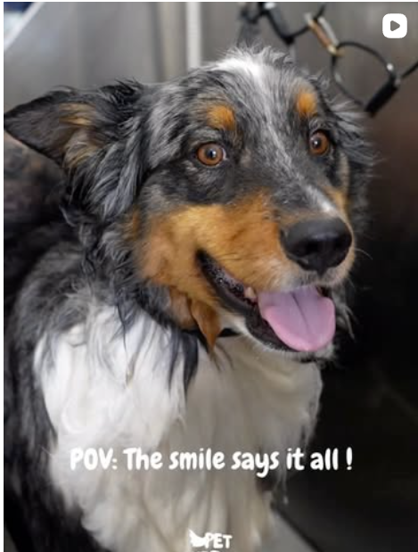 Freshly groomed dog smiling after a PetHero session